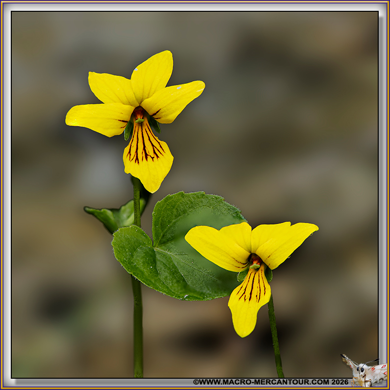 Viola biflora